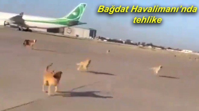 APRONDA BAŞIBOŞ KÖPEKLER