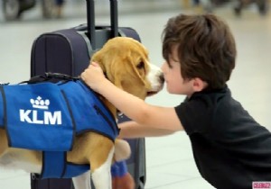 KLM’NİN MUCİZE KÖPEĞİ