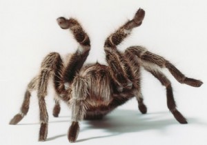 UÇAKTA “TARANTULA” ÇIKTI