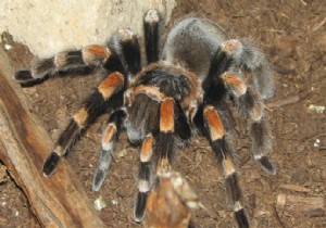 UÇAKTA TARANTULA ALARMI