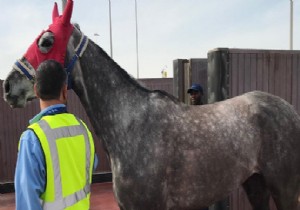 TURKISH CARGO 17 ATI UÇURDU