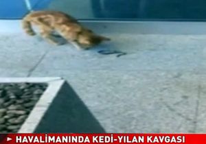 HAVALİMANINDA KEDİ-YILAN KAVGASI