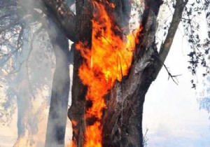  UÇAK DÜŞTÜ  İDDİASININ ASLI ORTAYA ÇIKTI